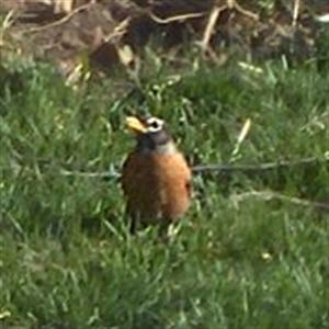  American ROBIN 