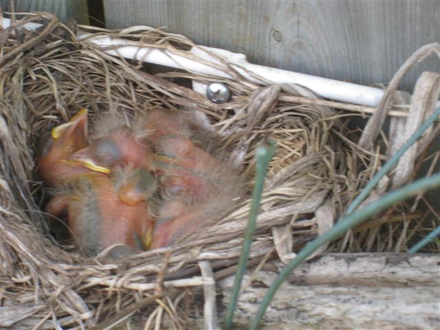  American ROBIN 