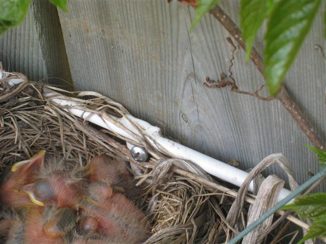  American ROBIN 