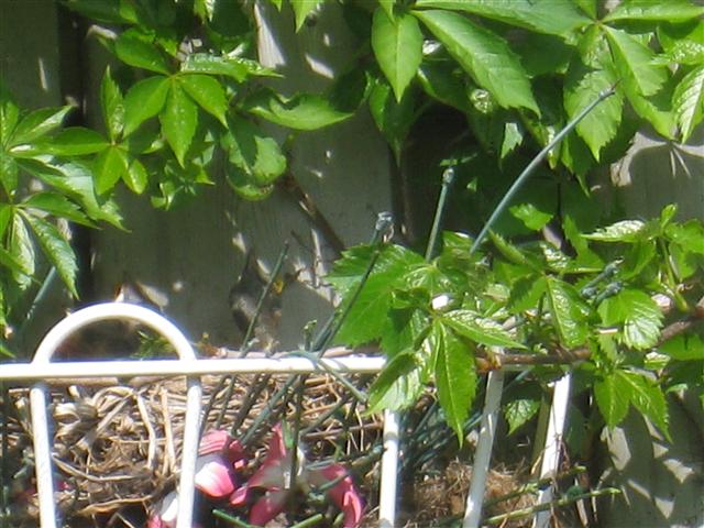  American ROBIN 