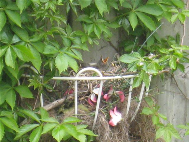  American ROBIN 