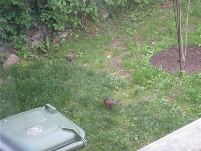  American ROBIN 