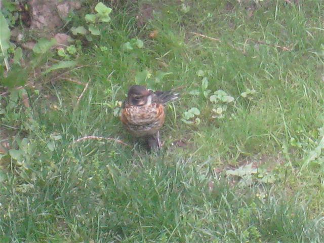  American ROBIN 