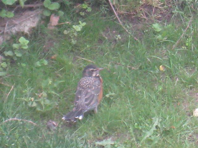  American ROBIN 