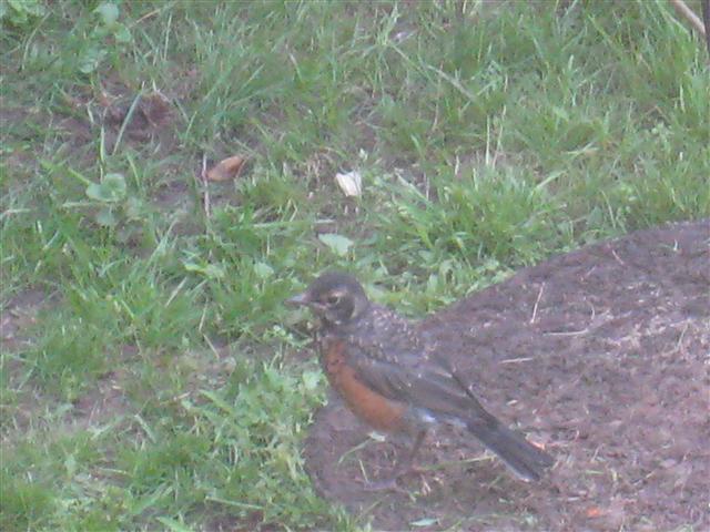  American ROBIN 