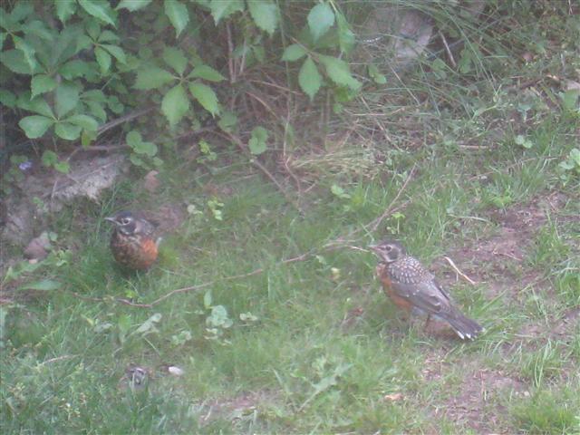  American ROBIN 