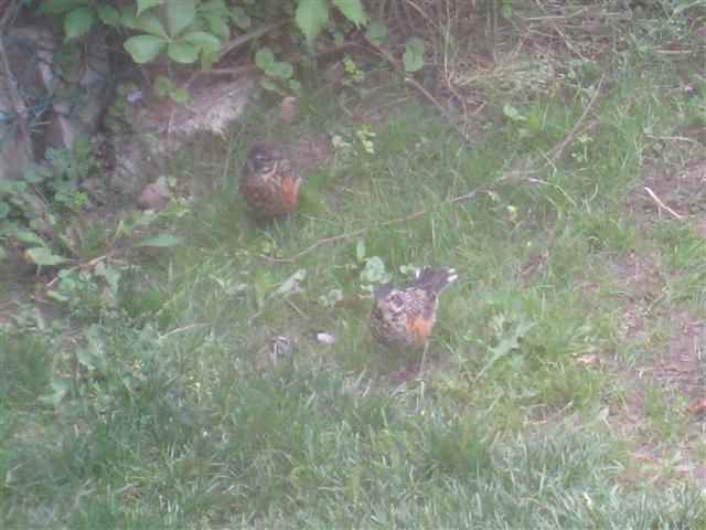  American ROBIN 