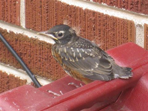  American ROBIN 