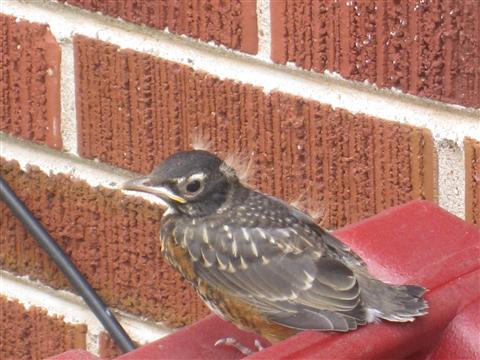  American ROBIN 