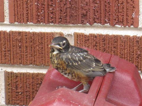  American ROBIN 