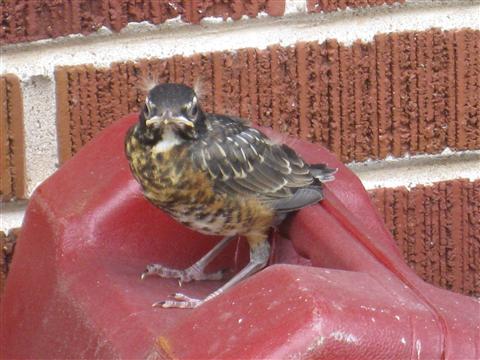  American ROBIN 