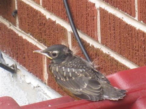  American ROBIN 