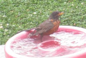  Rufous-backed ROBIN 