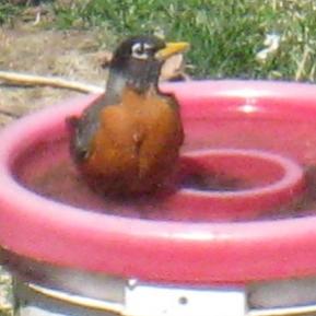  American ROBIN 