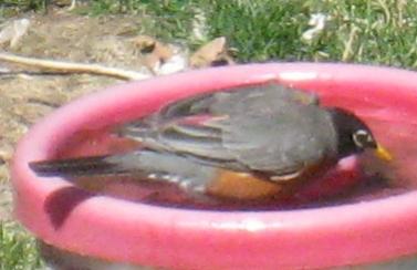  American ROBIN 