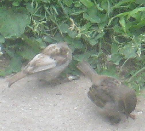 WHITE-WINGED SPARROWS 