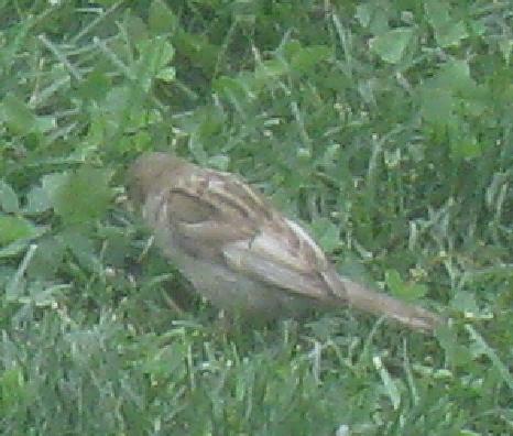  WHITE-WINGED SPARROWS 