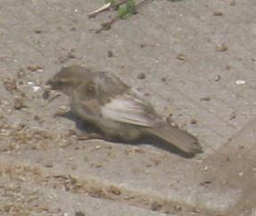  HOUSE SPARROW 