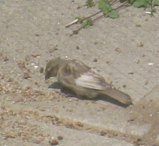  WHITE-WINGED SPARROW 