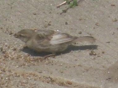  WHITE-WINGED SPARROW 