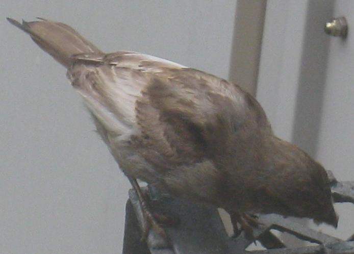  WHITE-WINGED SPARROW 
