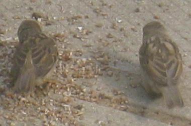  WHITE-WINGED SPARROW 