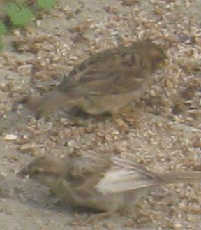  WHITE-WINGED SPARROW 