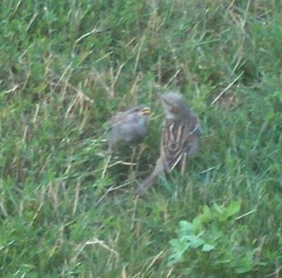  HOUSE SPARROW 