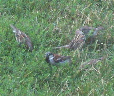  HOUSE SPARROW 