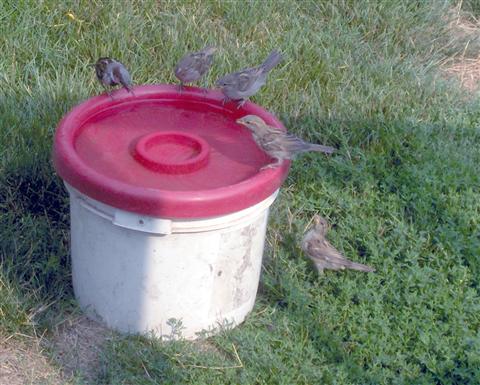  HOUSE SPARROW 