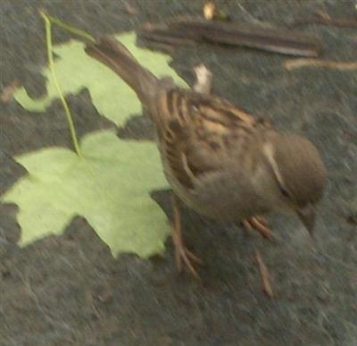  HOUSE SPARROW 