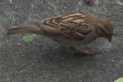 HOUSE SPARROW 