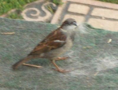  HOUSE SPARROW 