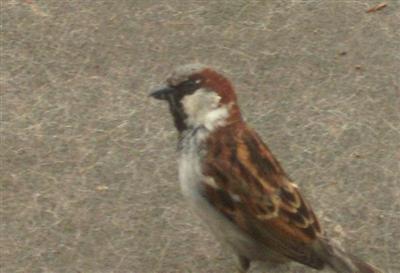  HOUSE SPARROW 