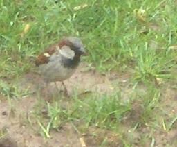  HOUSE SPARROW 