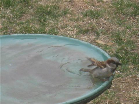  HOUSE SPARROW 