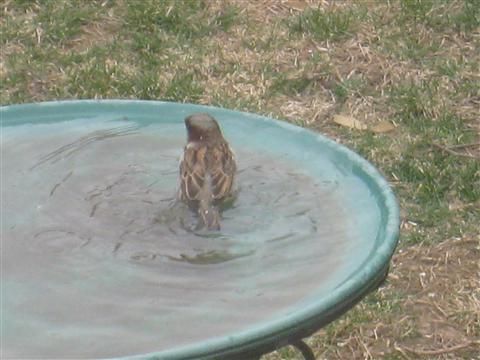  HOUSE SPARROW 