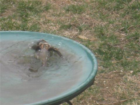  HOUSE SPARROW 