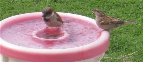  HOUSE SPARROW 