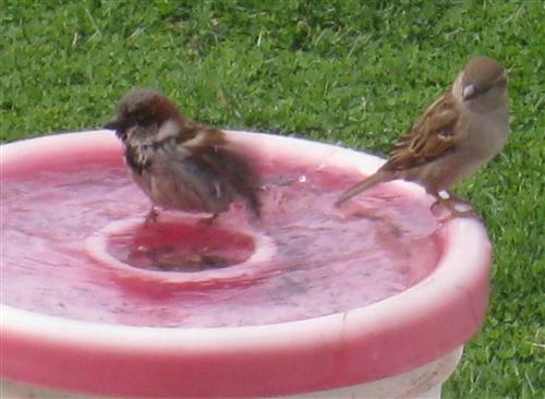  HOUSE SPARROW 