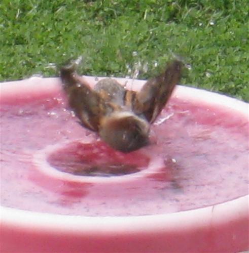  HOUSE SPARROW 