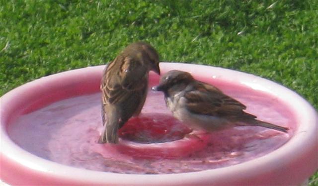  HOUSE SPARROW 