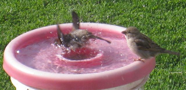  HOUSE SPARROW 