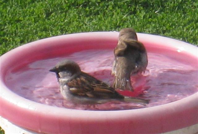  HOUSE SPARROW 