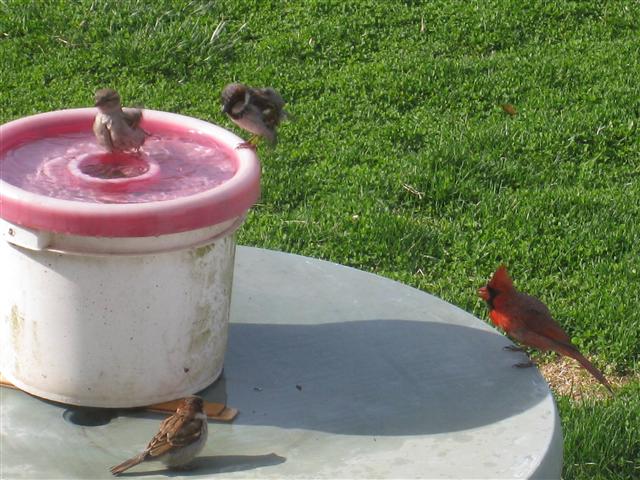  HOUSE SPARROW 