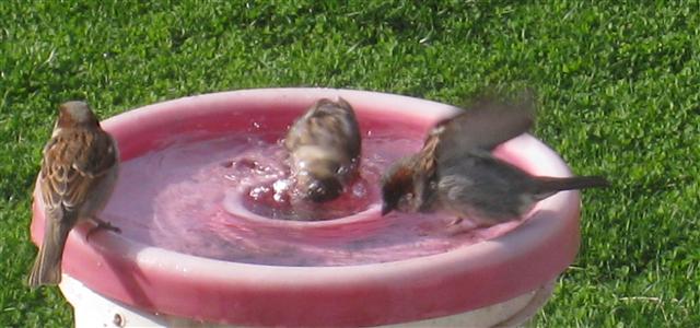  HOUSE SPARROW 