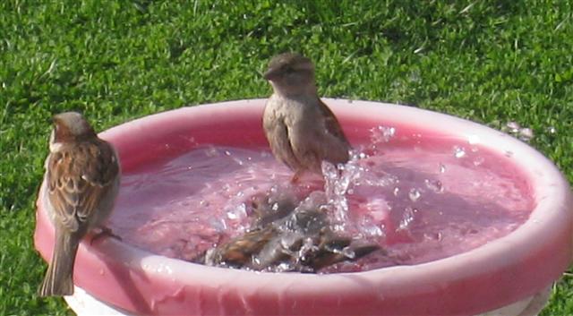  HOUSE SPARROW 