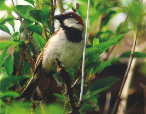  HOUSE SPARROW 