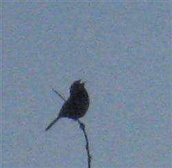  SONG SPARROW 