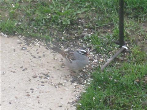  WHITE-CROWNED SPARROW 